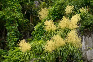 Phất dụ nở hoa
