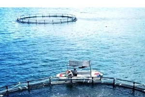 Thông điệp tích hợp đa ngành trong đề thi Toán