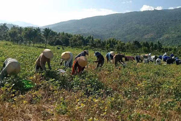 Người dân thôn 8, xã Hòa Sơn thu hoạch đậu giúp gia đình anh Cung. (Ảnh: HS)