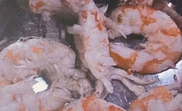 Hình ảnh những con tôm nghi không đạt yêu cầu tại bếp ăn Trường Tiểu học Trưng Vương. (Ảnh: K.T)