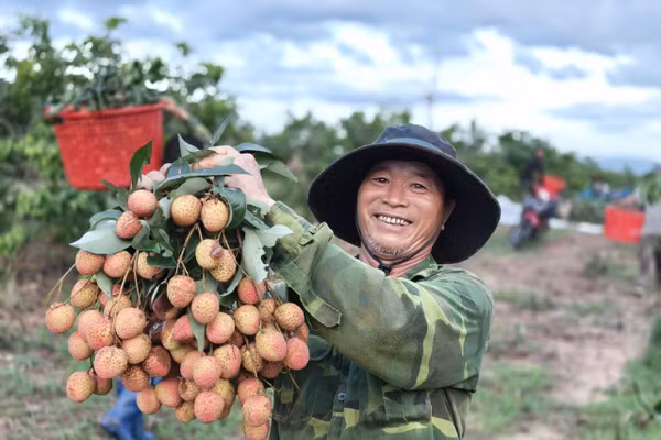 Người dân xã Cư Prao (Đắk Lắk) phấn khởi sau khi thu hoạch những chùm vải cuối mùa. (Ảnh: Thế Hùng)