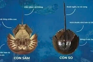 So biển thường bị nhầm với sam biển.