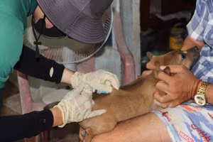 Sinh viên Trường Đại học Nông Lâm TPHCM thực hành tiêm ngừa dại cho vật nuôi.