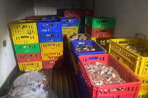 Sản phẩm động vật không có giấy tờ nguồn gốc xuất xứ, không đạt yêu cầu vệ sinh thú y. (Ảnh: CCCN&TY)