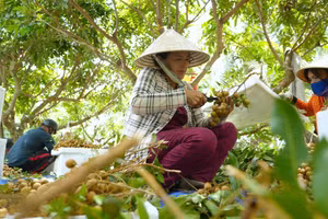 Người dân phường Long Hoa (Tây Ninh) mở rộng diện tích trồng cây nhãn da bò nhờ chương trình vay vốn ưu đãi. 