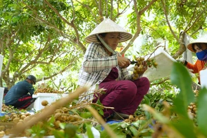 Người dân phường Long Hoa (Tây Ninh) mở rộng diện tích trồng cây nhãn da bò nhờ chương trình vay vốn ưu đãi.
