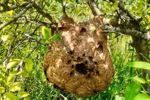 Tổ ong vò vẽ. (Ảnh minh họa: ITN)