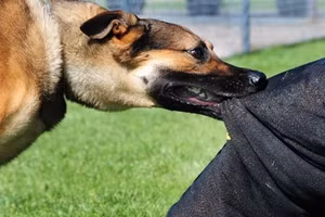 Một người tử vong do chó cắn. (Ảnh minh họa).