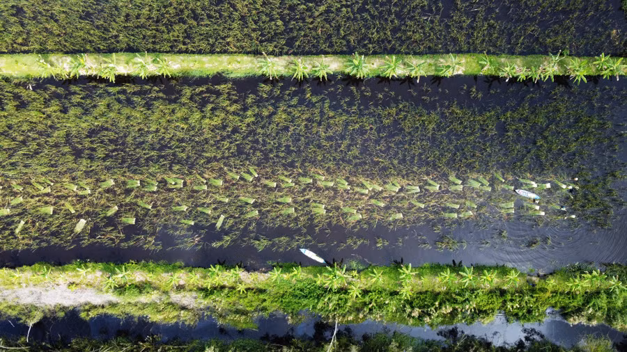 Mô hình trồng bồn bồn kết hợp cá đồng tại xã Khánh An, Cà Mau.