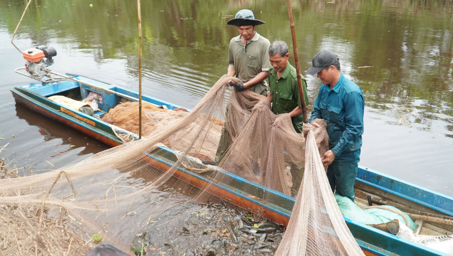 Người dân U Minh Hạ chụp đìa bắt cá. 494574729-737116145646433-8707859747036016623-n.jpg