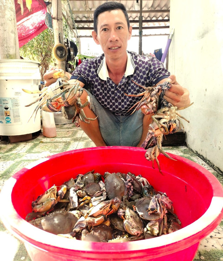 Nhiều hộ gia đình ở Cà Mau có nguồn thu nhập chính từ nuôi cua. nuoi-cua-1.jpg