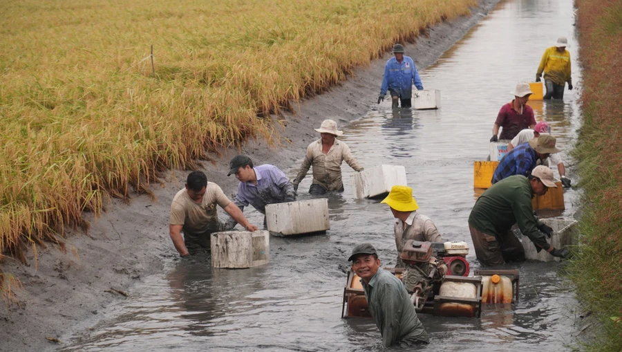 Nông dân thu hoạch tôm càng xanh trong ruộng lúa.