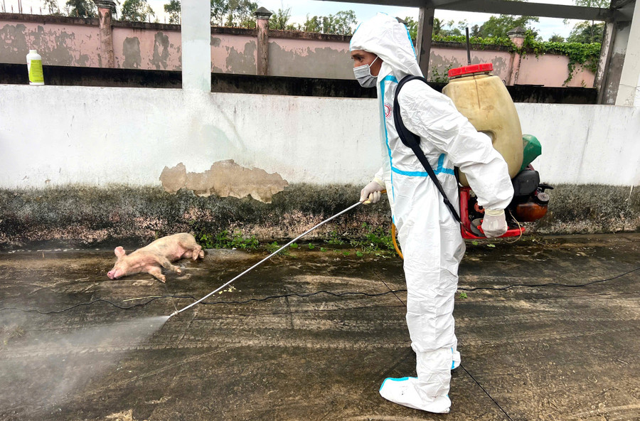 Ngành chức năng tỉnh Bạc Liêu thực hiện biện pháp tiêu độc, khử trùng nơi tạm giữ đàn heo. gen-h-tieu-huy-heo-2.jpg