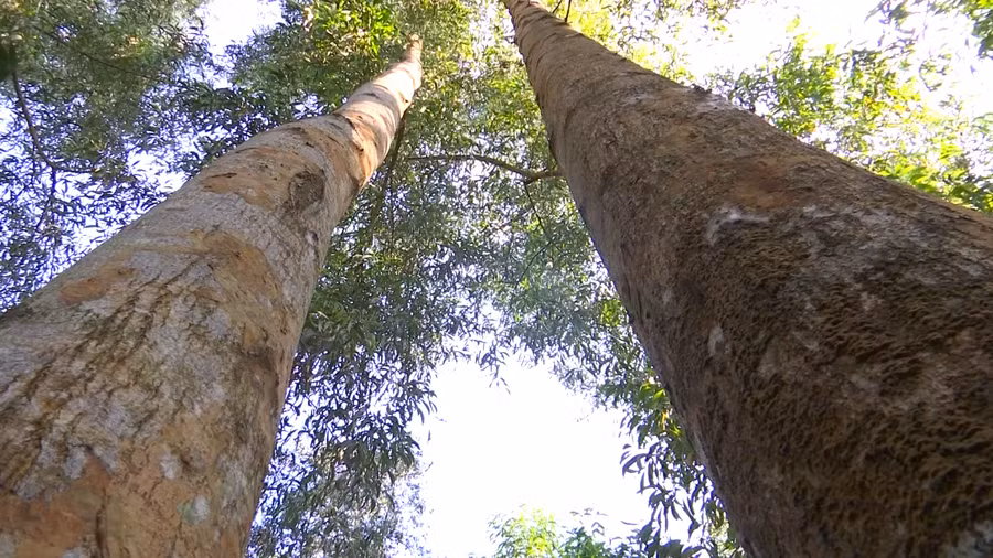 Cây keo lai ở vùng rừng U Minh Hạ. Ảnh: QM.