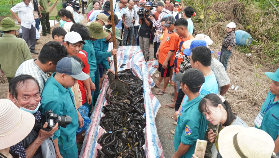 Du khách chiêm ngưỡng sản vật vùng rừng U Minh Hạ. 494819217-1188749855790942-7725324018030104582-n.jpg