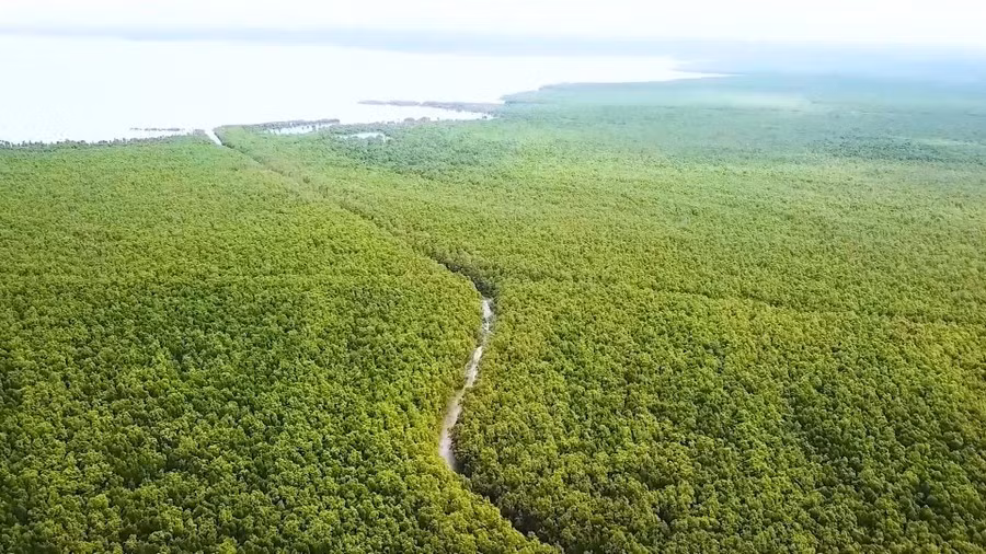 Vườn Quốc gia Mũi Cà Mau, lá phổi xanh của Cà Mau và vùng ĐBSCL.