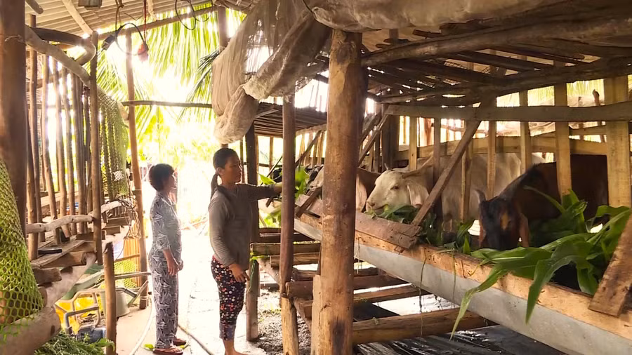 Hộ nghèo ở Cà Mau được hỗ trợ mô hình chăn nuôi.