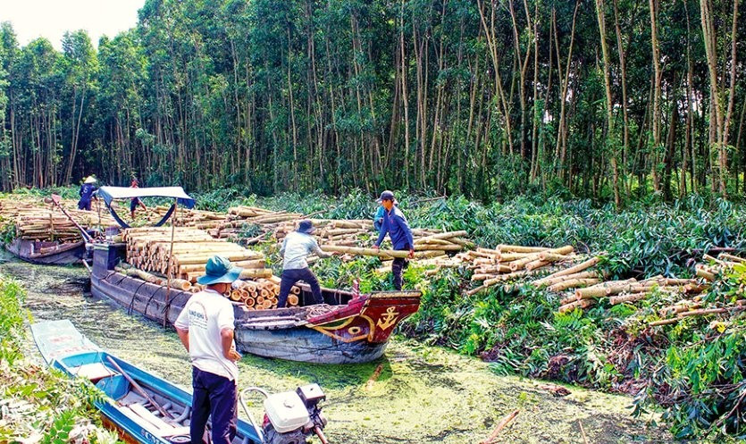 Người dân khai thác gỗ keo lai (nguồn Báo Cà Mau). rung.jpg