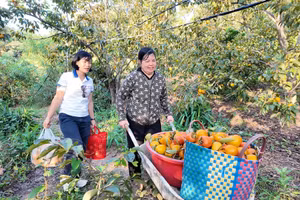 Vườn hồng của gia đình chị Loan bội thu.