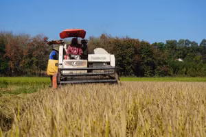 Người dân Bù Đốp gặt lúa bằng máy gặp đập liên hợp. (Ảnh: H.C)