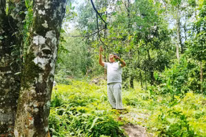 Ông Dường Chống Thím, xã Hoành Mô, huyện Bình Liêu bên vườn hồi của gia đình.