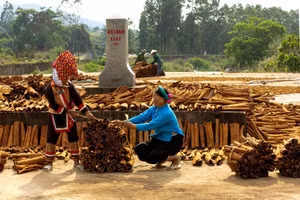 Quế được phơi tại một số cột mốc ở huyện Bình Liêu cũ.