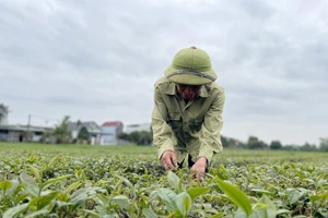 Người dân xã Quảng Long, huyện Hải Hà thu hoạch búp chè.