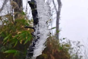 Băng giá bám dày trên thân cây ở đỉnh Phja Oắc.