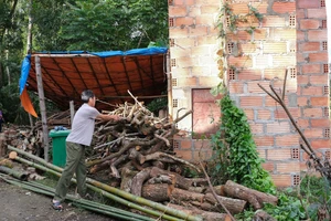 Anh Hoàng Văn Toản chuẩn bị củi để sấy cây thuốc lá.