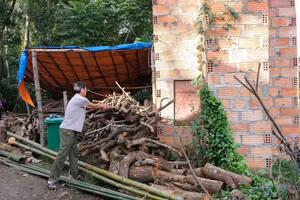 Anh Hoàng Văn Toản chuẩn bị củi để sấy cây thuốc lá.