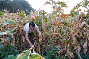 Với 3.000m2 trồng dong riềng, mỗi năm gia đình anh Hoàng Văn Toản, xóm Bản Luông - Nà Sa, xã Đình Phong, thu được 40 triệu đồng.