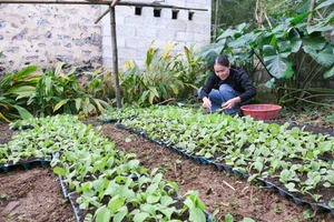 Gia đình chị Hoàng Thị Thuyên vươn lên khấm khá nhờ trồng cây thuốc lá.