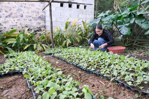 Gia đình chị Hoàng Thị Thuyên vươn lên khấm khá nhờ trồng cây thuốc lá.