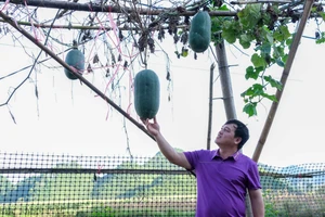 Được sự hỗ trợ của Nhà nước, người dân xã Đình Phong mạnh dạn chuyển đổi cơ cấu cây trồng, mang lại thu nhập cao.