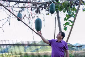 Được sự hỗ trợ của Nhà nước, người dân xã Đình Phong mạnh dạn chuyển đổi cơ cấu cây trồng, mang lại thu nhập cao.