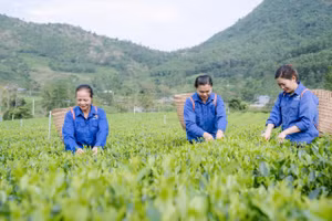 Các nghệ nhân, người làm chè tỉnh Thái Nguyên đã thu hái những búp chè ngon nhất để chiêu đãi du khách gần xa dịp Lễ hội.