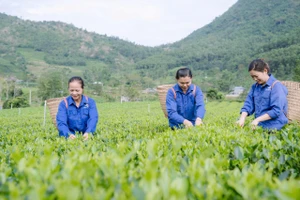 Các nghệ nhân, người làm chè tỉnh Thái Nguyên đã thu hái những búp chè ngon nhất để chiêu đãi du khách gần xa dịp Lễ hội.