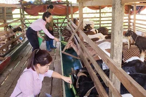 Cán bộ các cấp tỉnh Cao Bằng thường xuyên xuống cơ sở hỗ trợ, động viên phát triển mô hình kinh tế thoát nghèo hiệu quả.