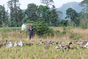 Gia đình ông Lục Văn Phong, xóm Bản Luông - Nà Sa, xã Đình Phong, hiện nuôi 400 con vịt thả đồng.