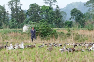 Gia đình ông Lục Văn Phong, xóm Bản Luông - Nà Sa, xã Đình Phong, hiện nuôi 400 con vịt thả đồng.