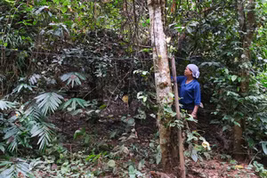 Gia đình bà Lý Thị Bích, xóm Khuổi Thin, xã Bạch Đằng, khấm khá nhờ phát triển kinh tế rừng.