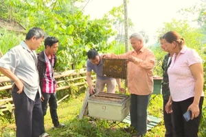 Người dân phường Thục Phán, tỉnh Cao Bằng phát triển kinh tế nuôi ong lấy mật để giảm nghèo bền vững. (Ảnh: NL)
