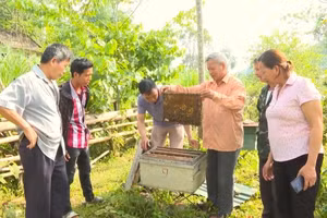 Người dân phường Thục Phán, tỉnh Cao Bằng phát triển kinh tế nuôi ong lấy mật để giảm nghèo bền vững. (Ảnh: NL)