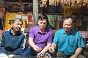 Cây hạt dẻ mang lại thu nhập ổn định cho người dân.