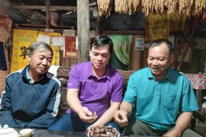 Cây hạt dẻ mang lại thu nhập ổn định cho người dân.