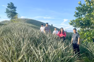 Bà Dương Thủy Tiên, Bí thư Đảng ủy xã và lãnh đạo xã Bạch Đằng khảo sát vùng trồng dứa.