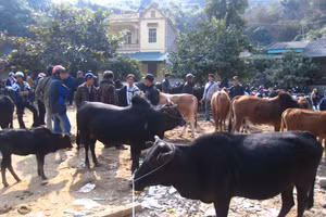 Phát huy thế mạnh chăn nuôi bò, tỉnh Cao Bằng hỗ trợ kỹ thuật, vốn ưu đãi giúp bà con phát triển nuôi bò vỗ béo thành hàng hóa.