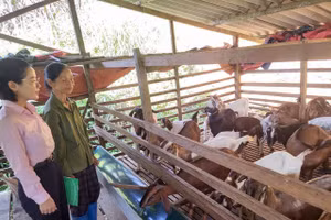 Từ nguồn vốn chính sách, nhiều hộ dân ở Cao Bằng đầu tư chăn nuôi, vươn lên thoát nghèo.