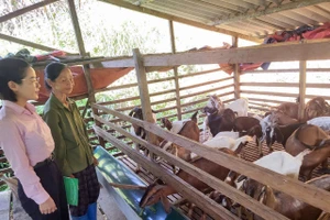 Từ nguồn vốn chính sách, nhiều hộ dân ở Cao Bằng đầu tư chăn nuôi, vươn lên thoát nghèo.