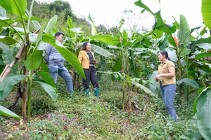 Cán bộ xã Bạch Đằng đến tìm hiểu mô hình trồng cây chuối hoa đỏ của gia đình anh Bàn Tòn Nhì.